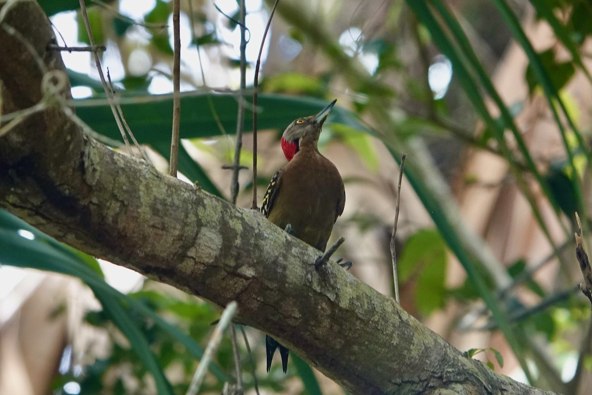 Hispaniolan Woodpecker - ML620134833