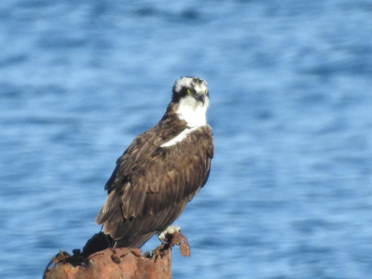 Águila Pescadora - ML620134842