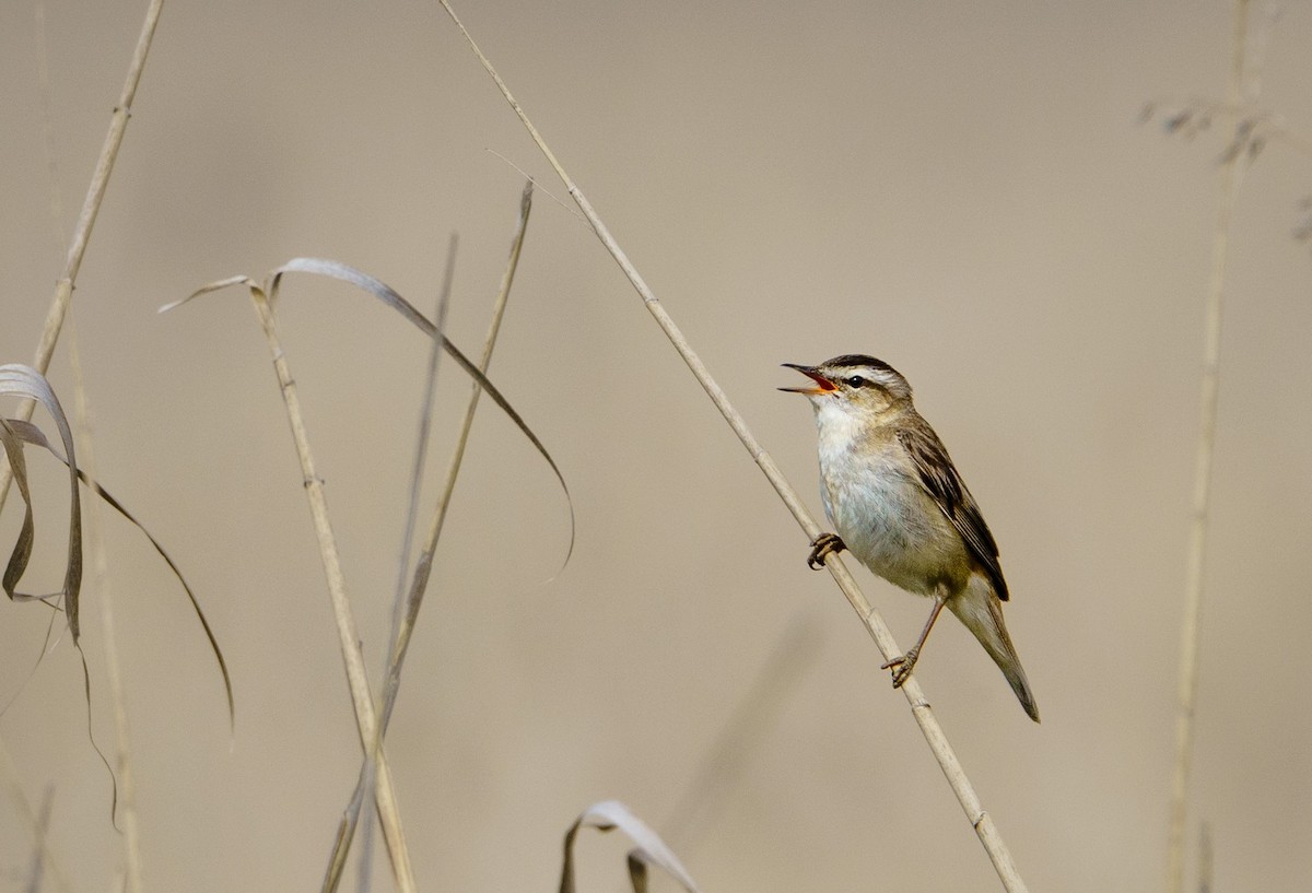 Sedge Warbler - ML620134844