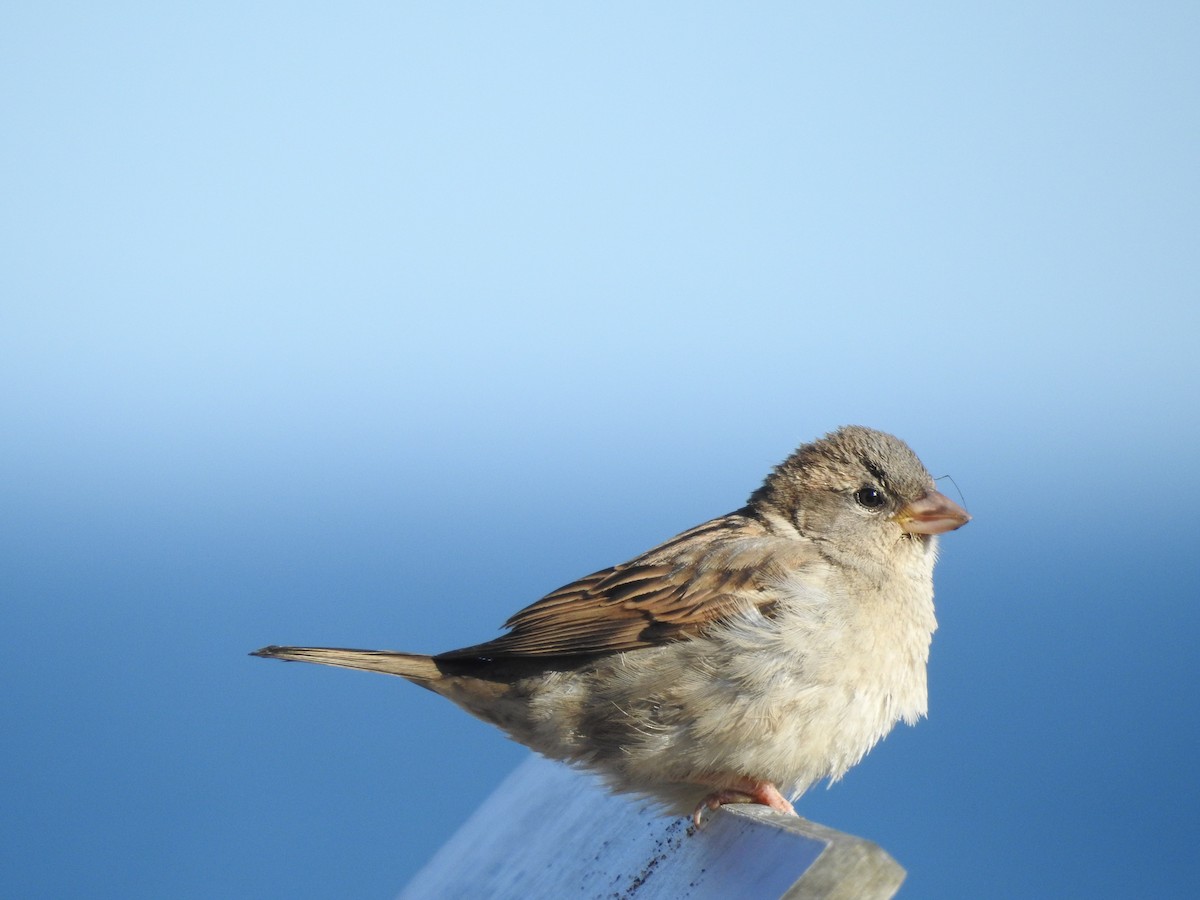 House Sparrow - ML620134860