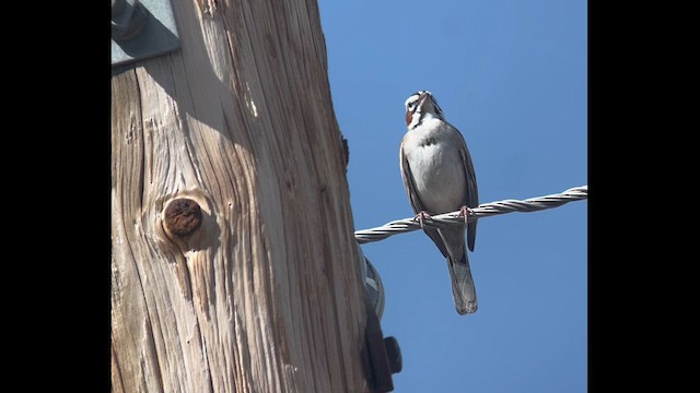 Toygar Serçesi - ML620134865