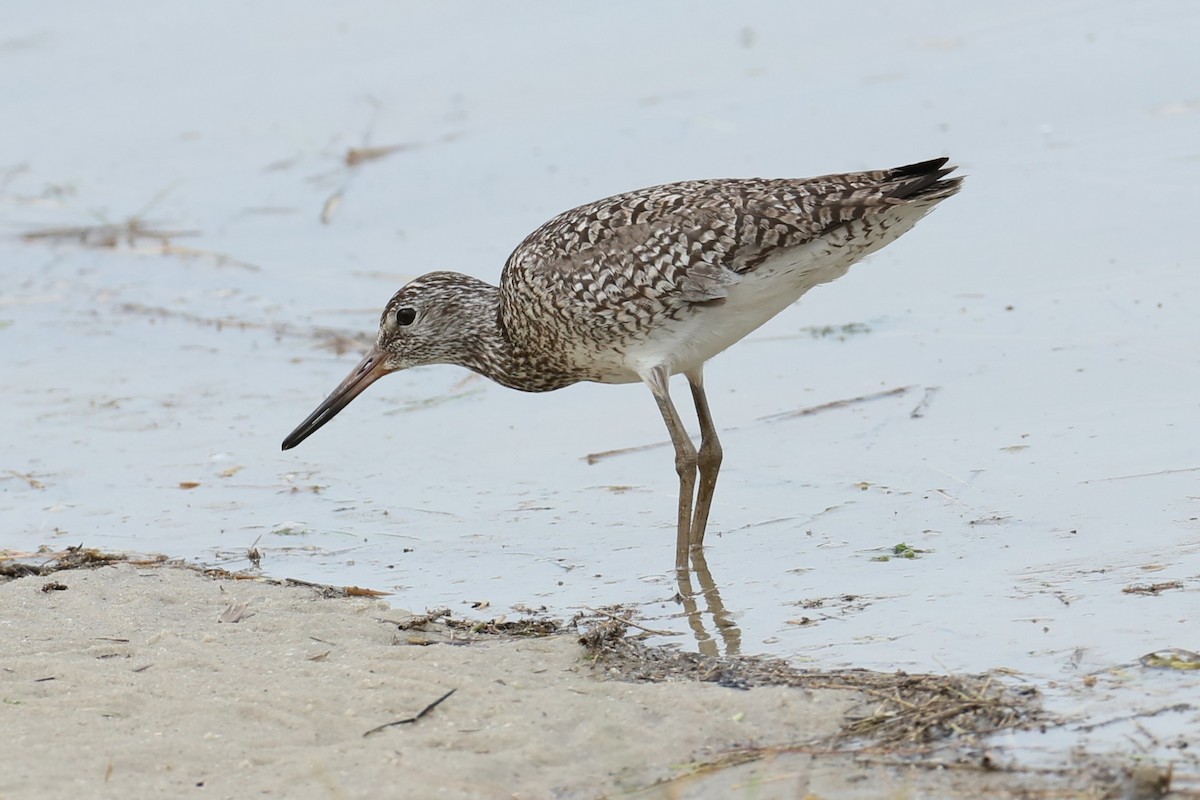 Willet - ML620134871