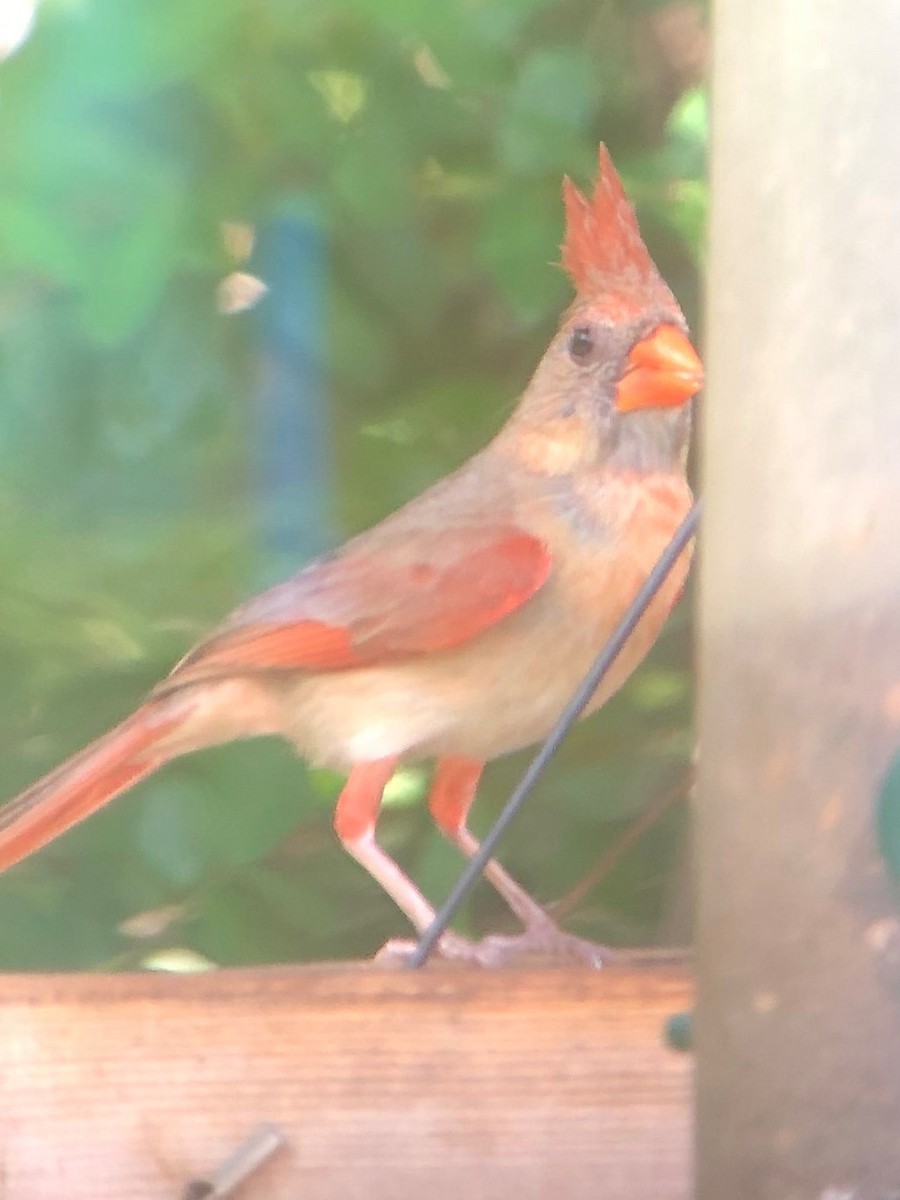 Northern Cardinal - ML620134872