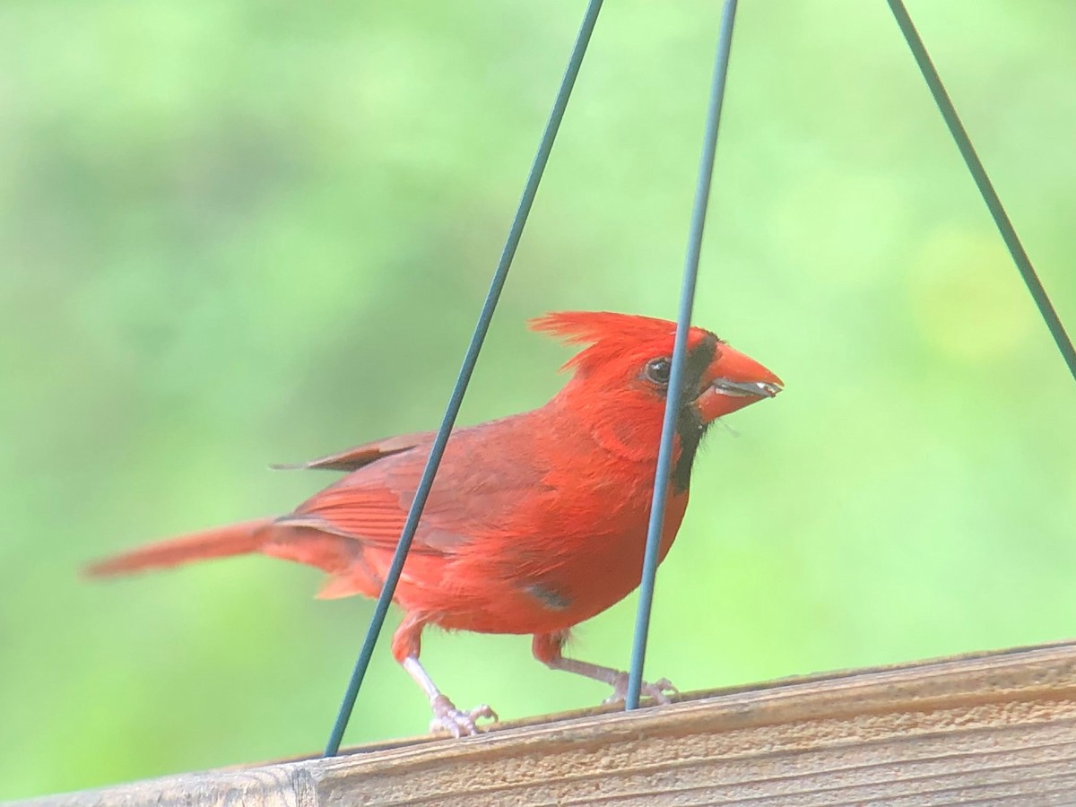 Cardinal rouge - ML620134873