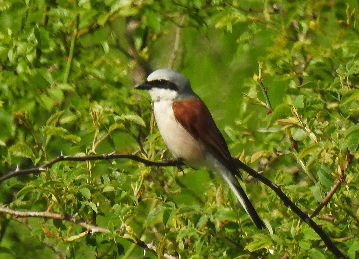 Red-backed Shrike - ML620134878