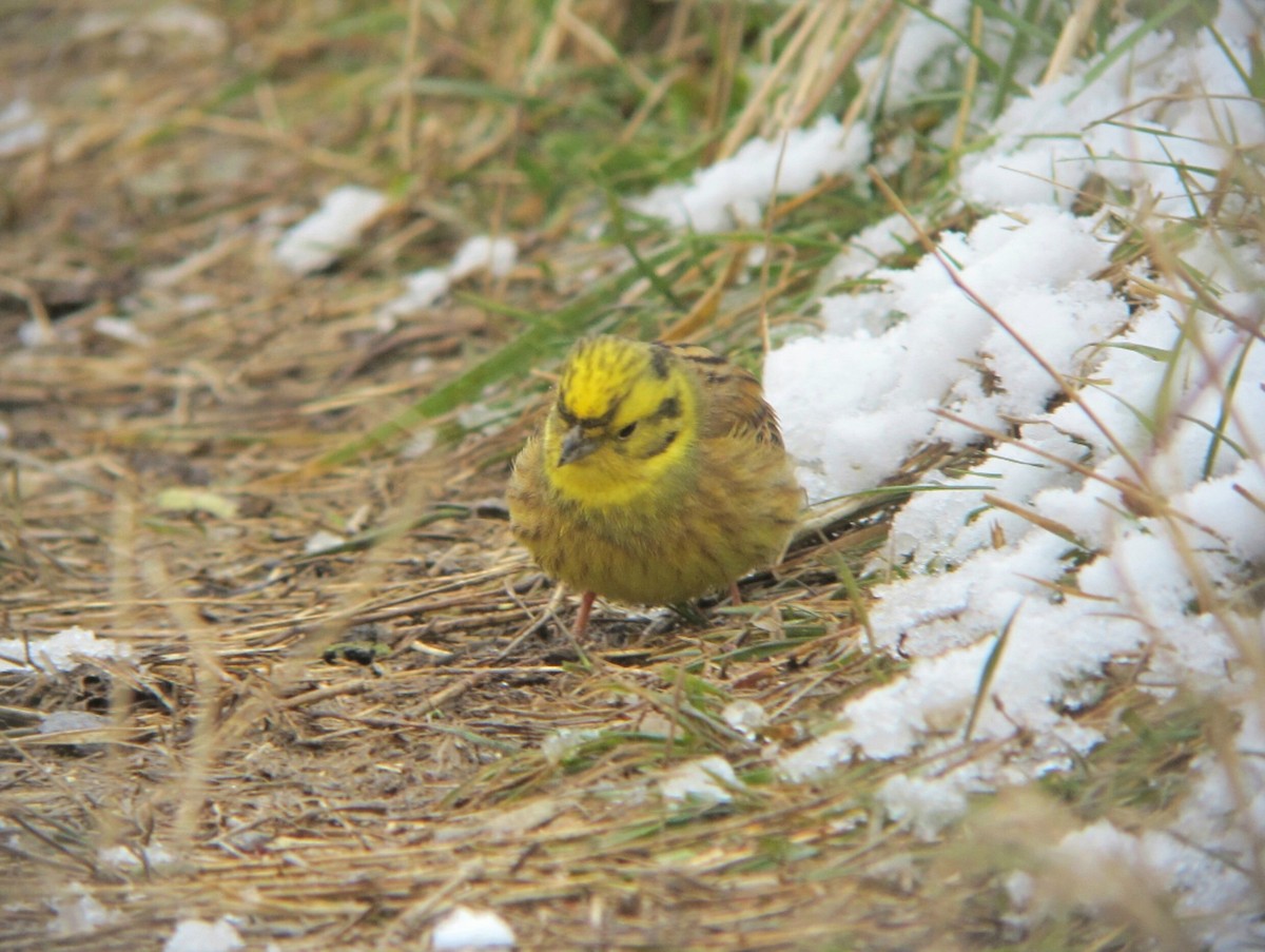 Yellowhammer - ML620134887