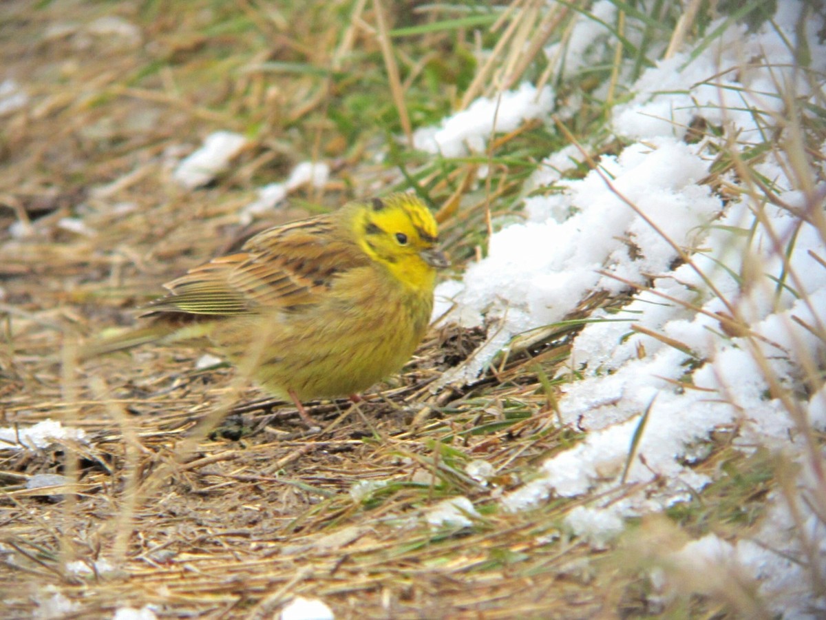 Yellowhammer - ML620134888