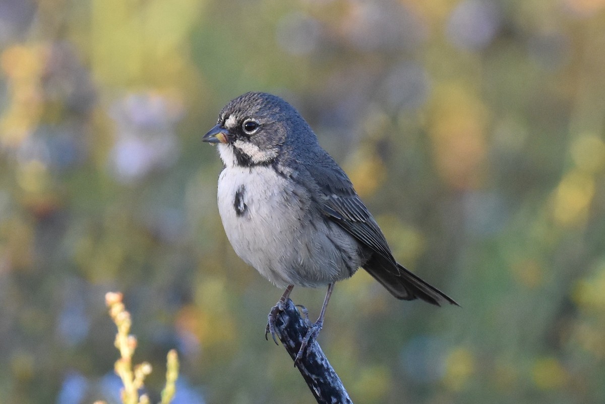 Bell's Sparrow (belli) - ML620134899