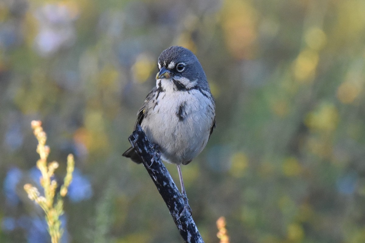 Bell's Sparrow (belli) - Naresh Satyan