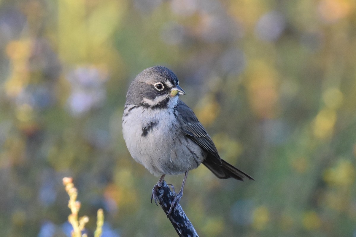 Bell's Sparrow (belli) - ML620134902