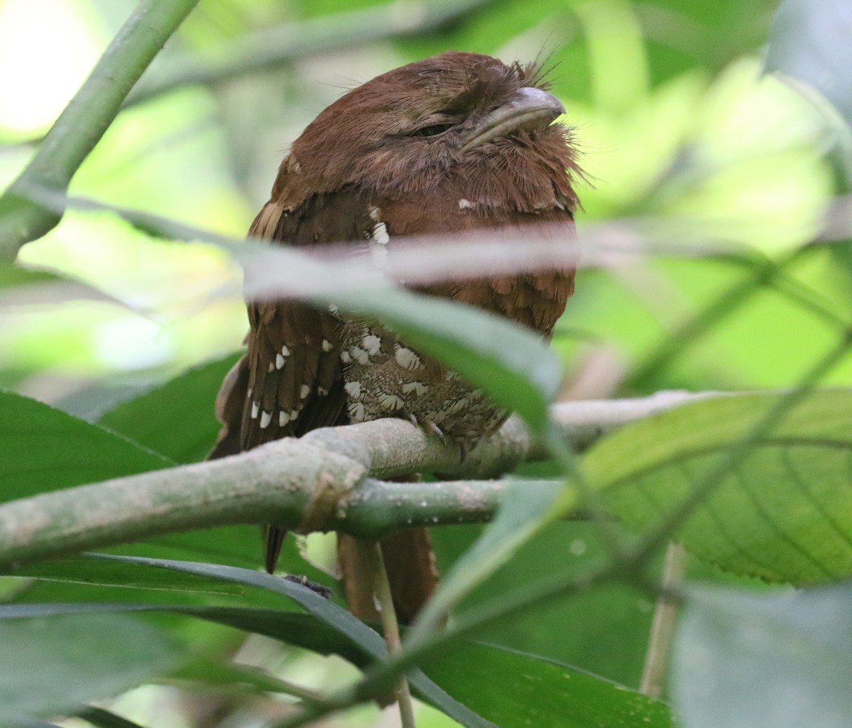 Sri Lanka Frogmouth - ML620134918