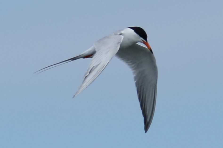 Common Tern - ML620134919