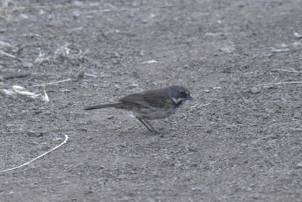 Bell's Sparrow (belli) - ML620134920