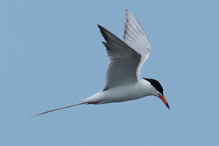 Common Tern - ML620134921