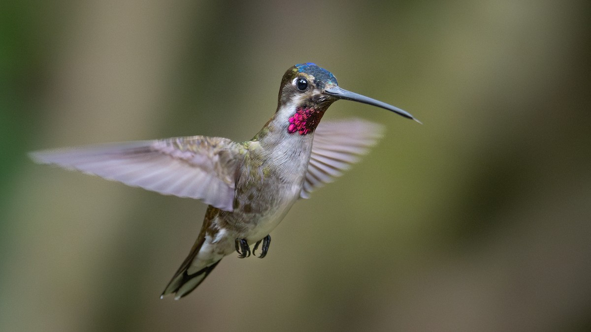 kolibřík hvězdohrdlý - ML620134924
