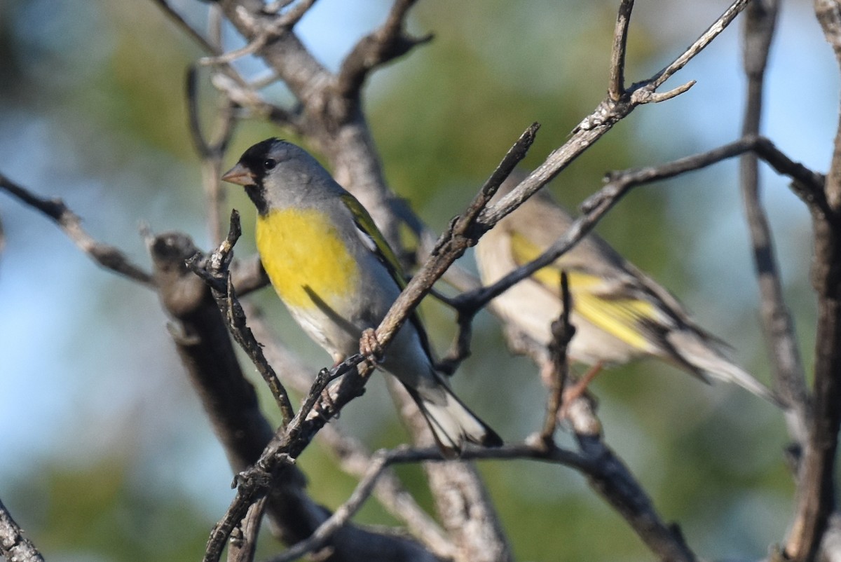 Lawrence's Goldfinch - ML620134925