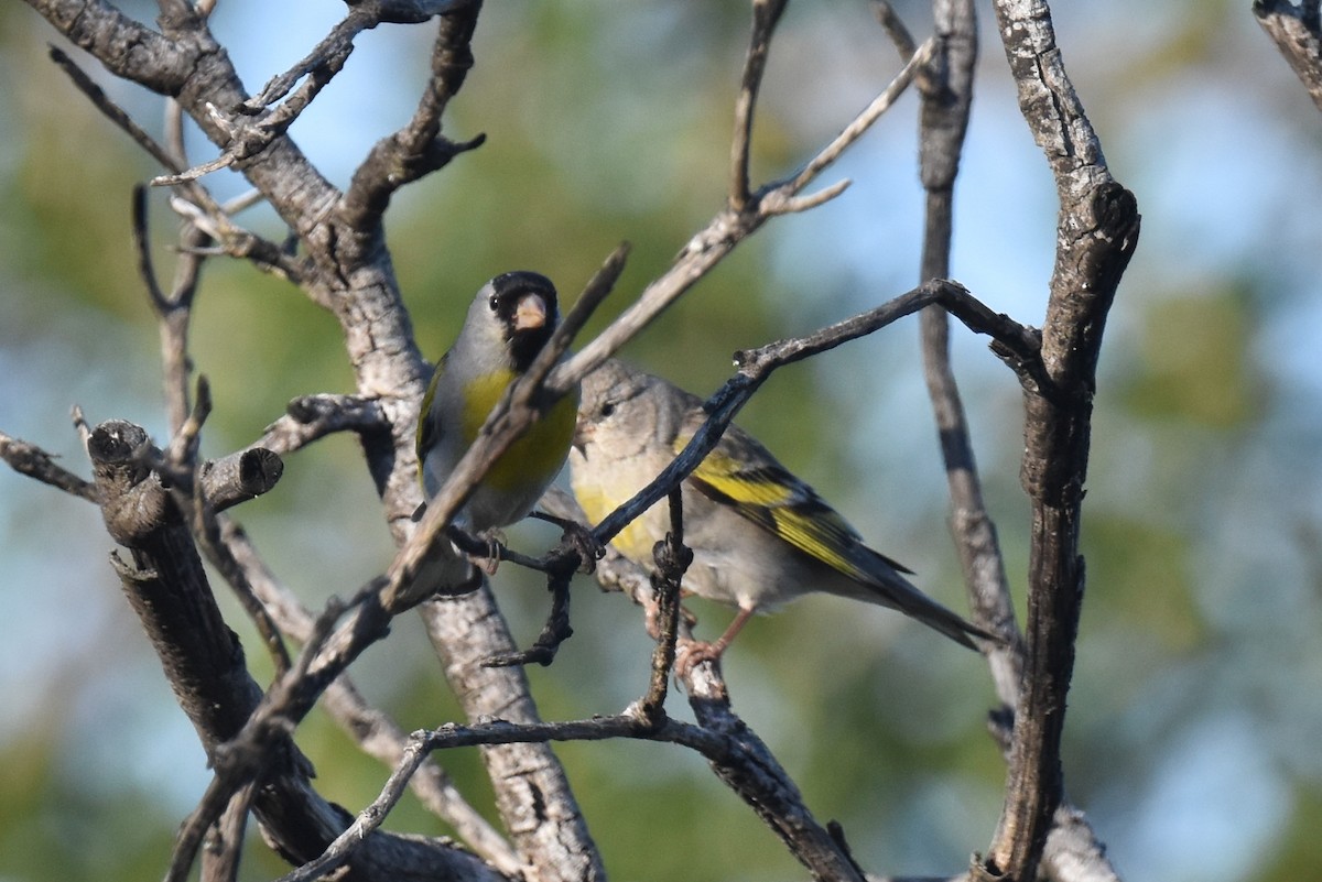 Lawrence's Goldfinch - ML620134926