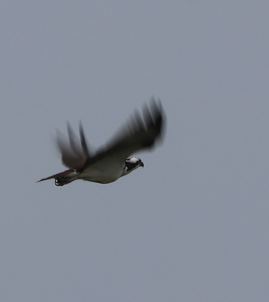 Osprey - ML620134928