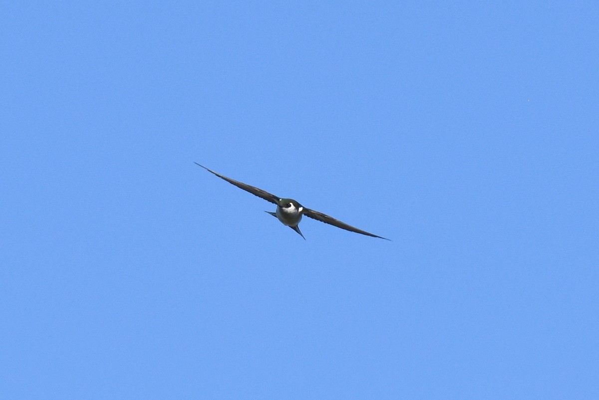 Violet-green Swallow - ML620134958