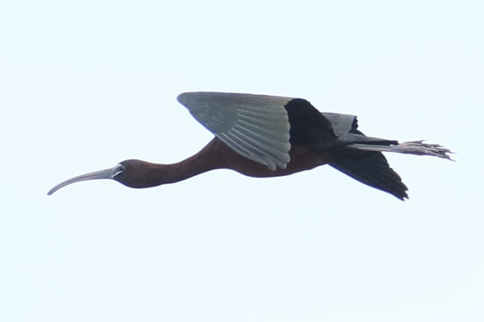 Glossy Ibis - ML620134970