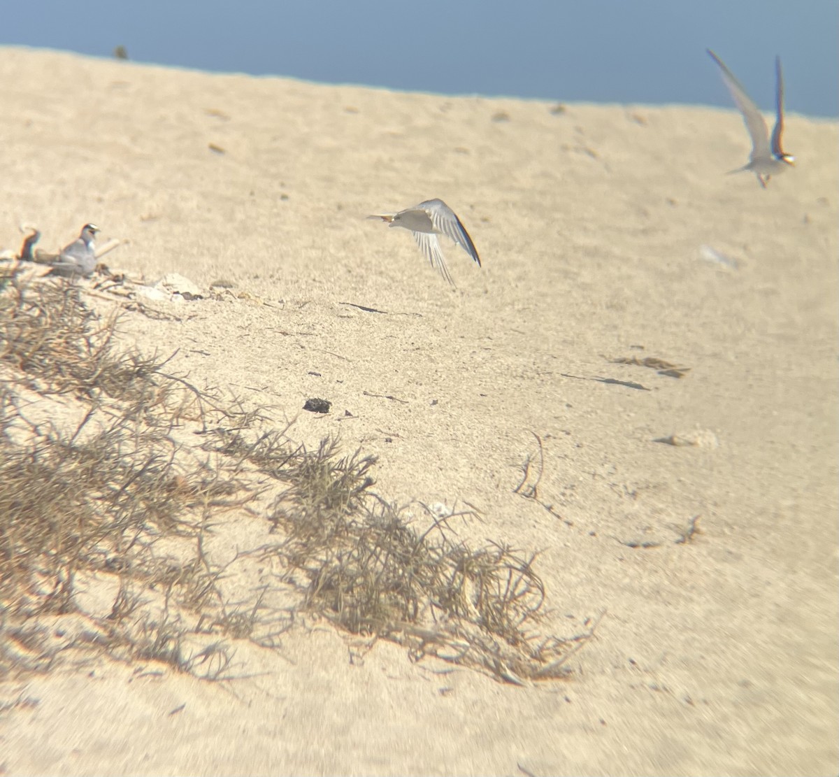 Least Tern - ML620134980