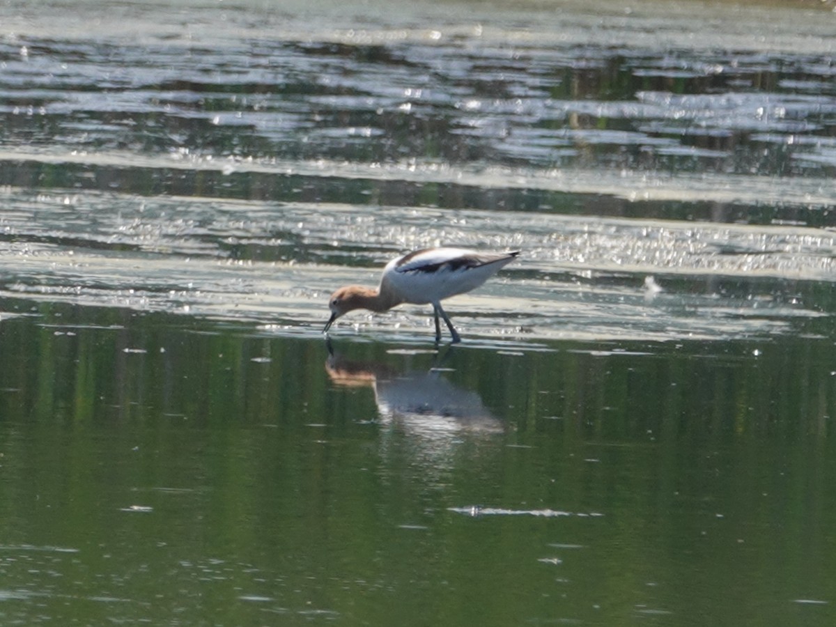 Avocette d'Amérique - ML620134982