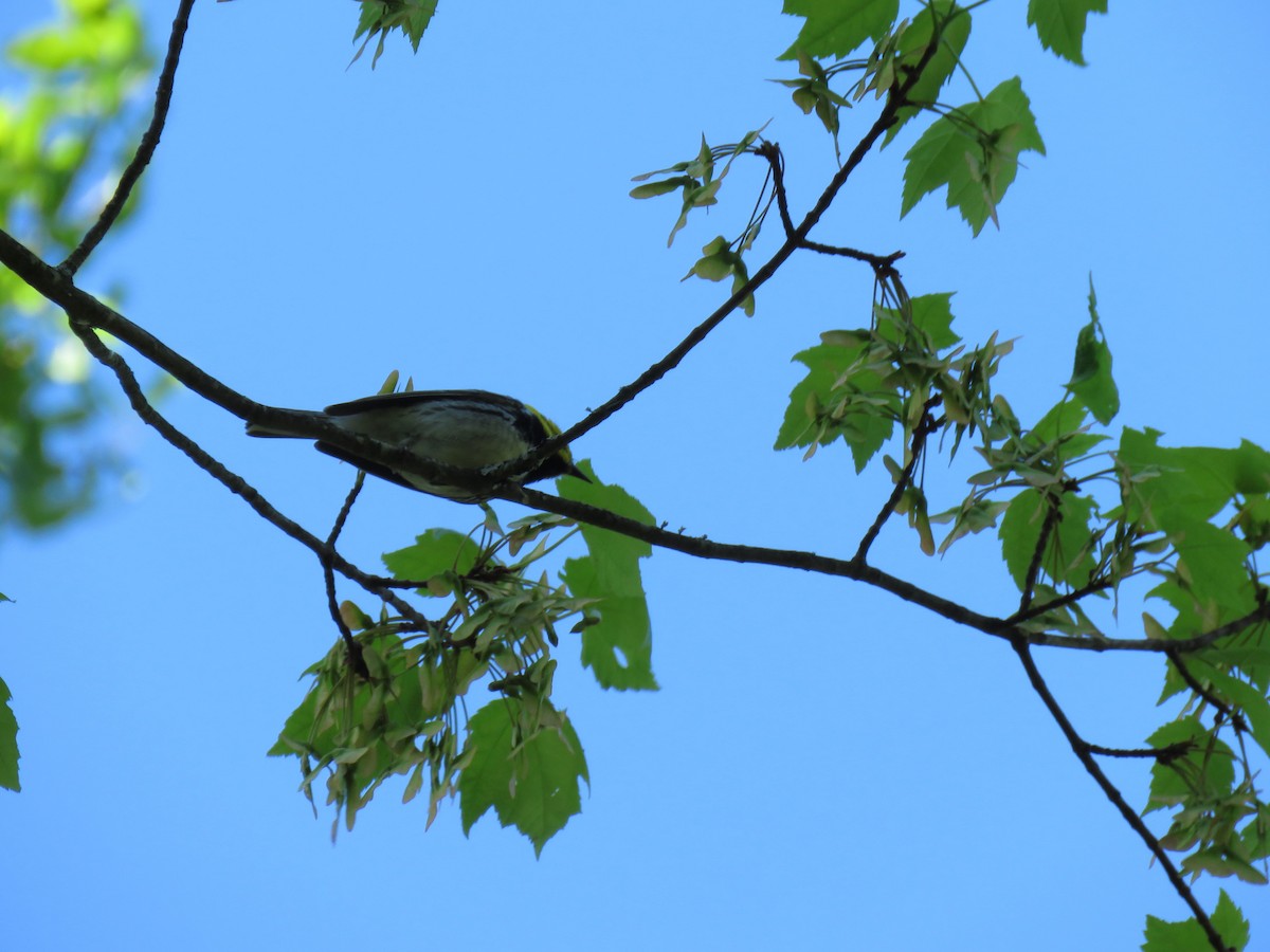 Black-throated Green Warbler - ML620134987