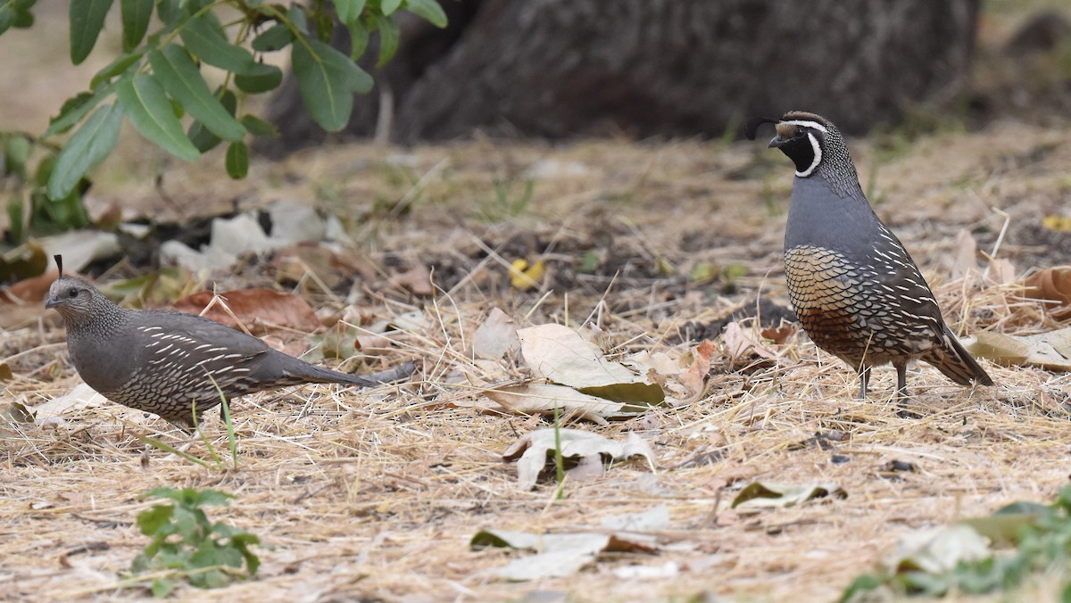 California Quail - ML620134991