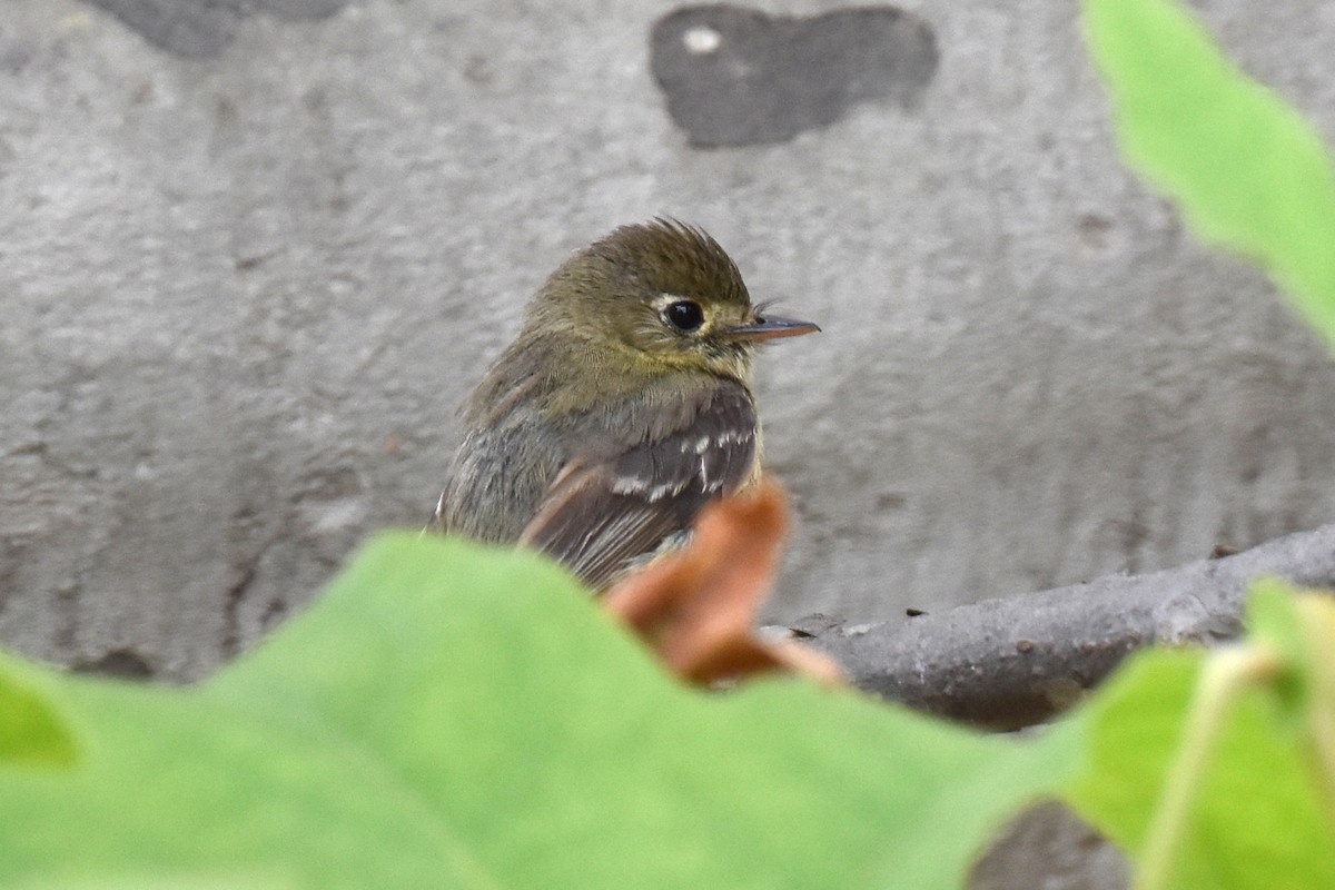 Western Flycatcher (Pacific-slope) - ML620134997