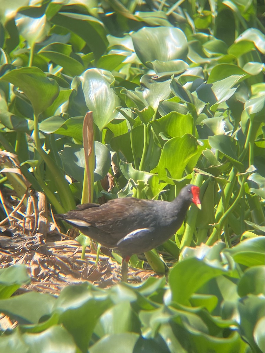 Common Gallinule - ML620135010