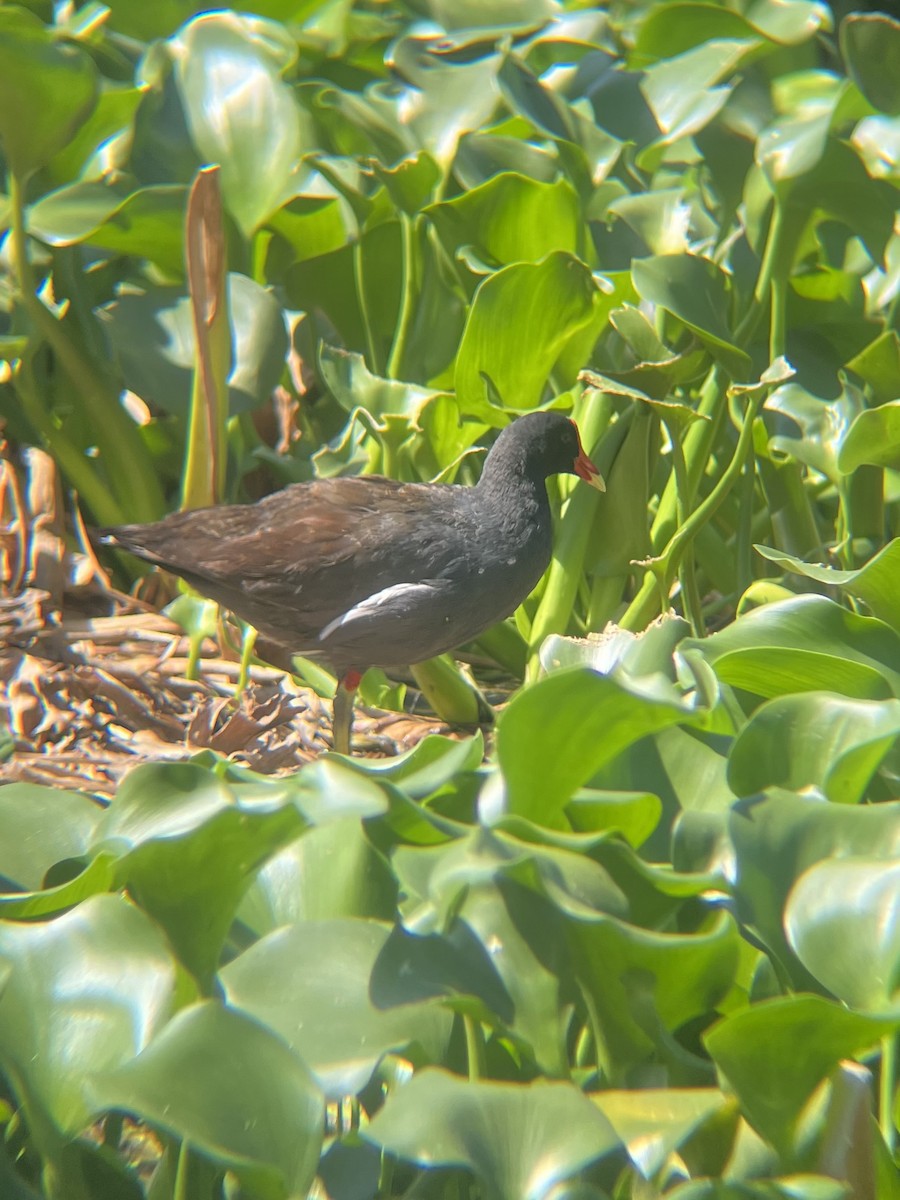 Gallinule d'Amérique - ML620135011