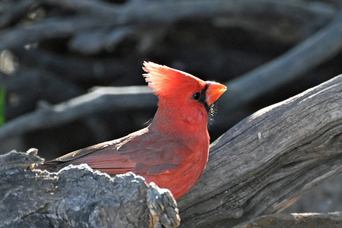 Cardinal rouge - ML620135037