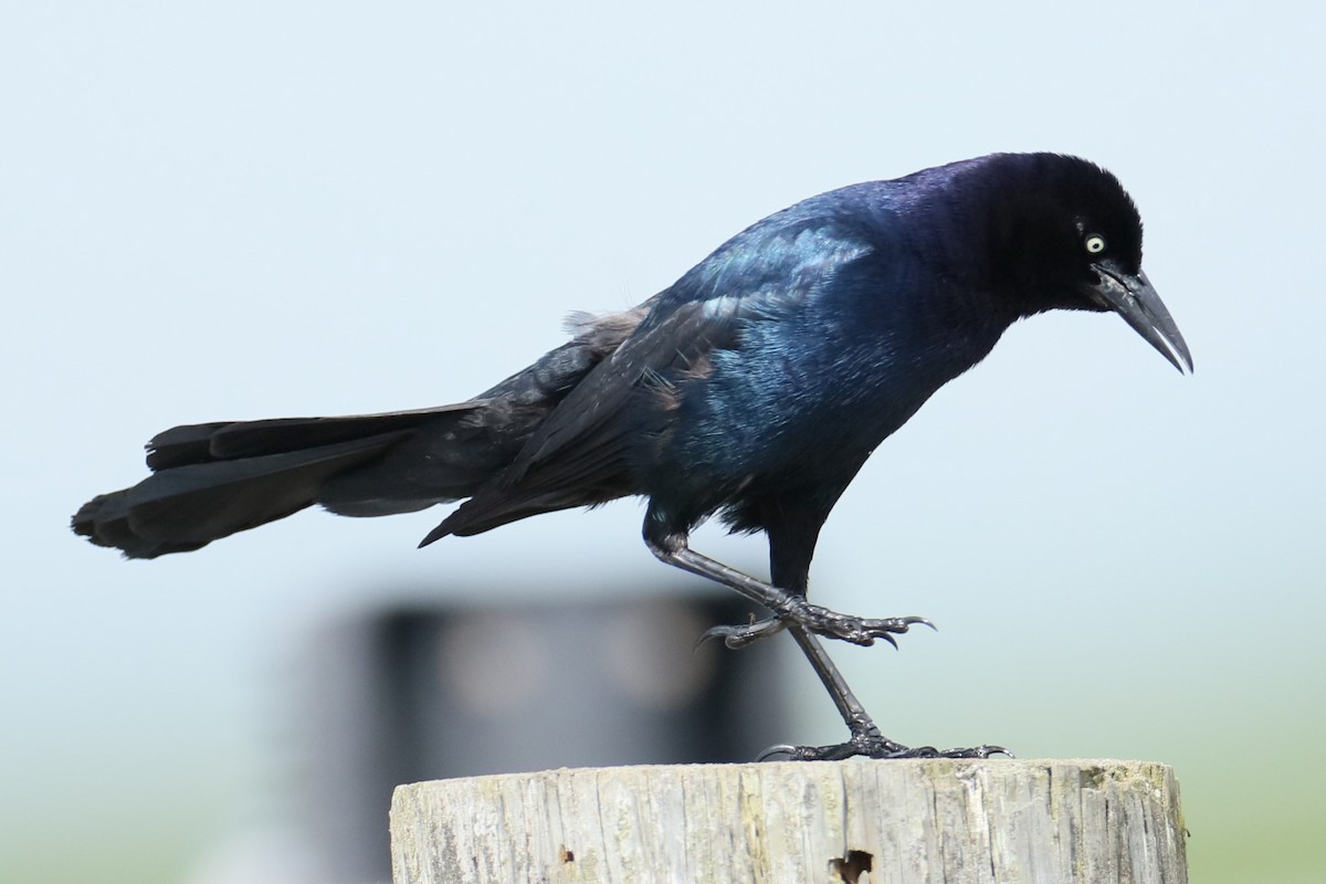 Boat-tailed Grackle - ML620135038