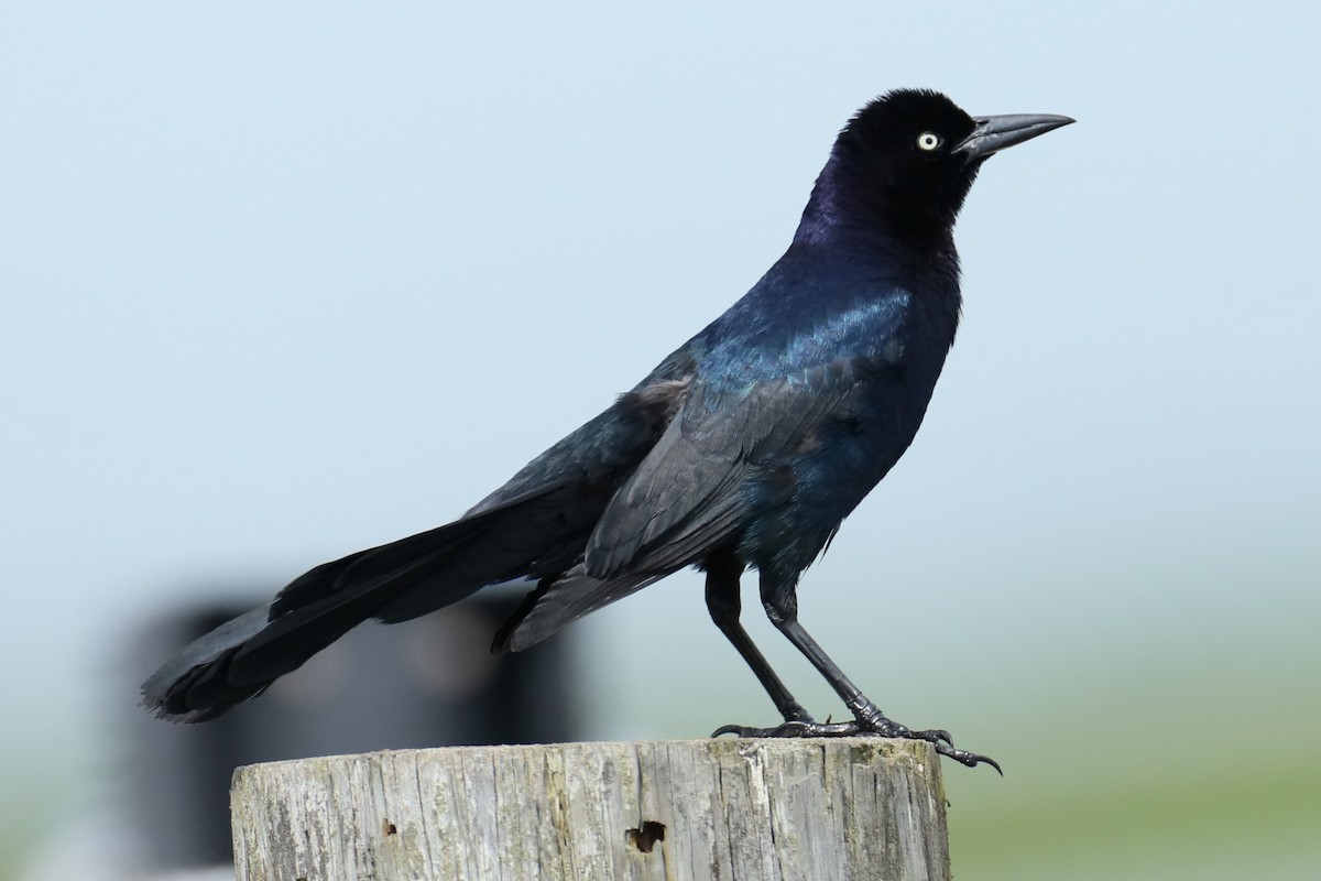 Boat-tailed Grackle - ML620135040
