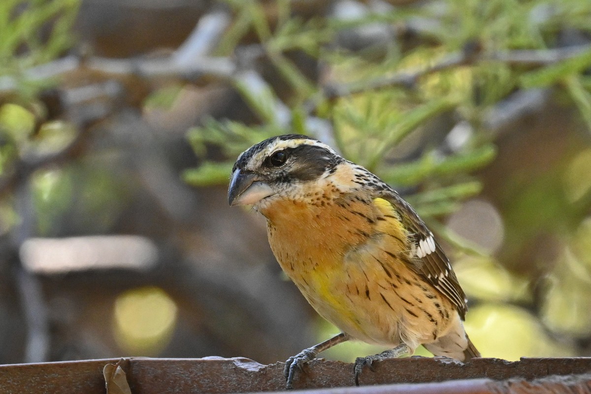 Black-headed Grosbeak - ML620135044