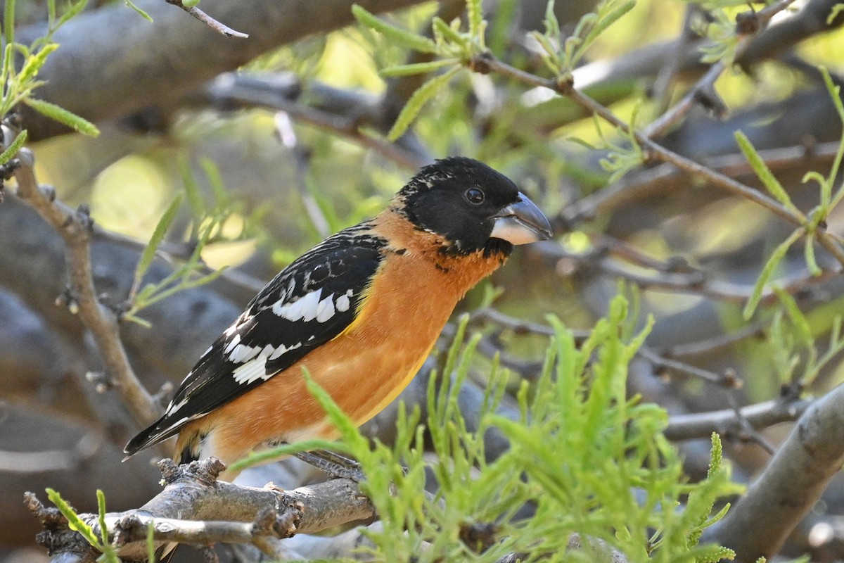 Black-headed Grosbeak - ML620135045