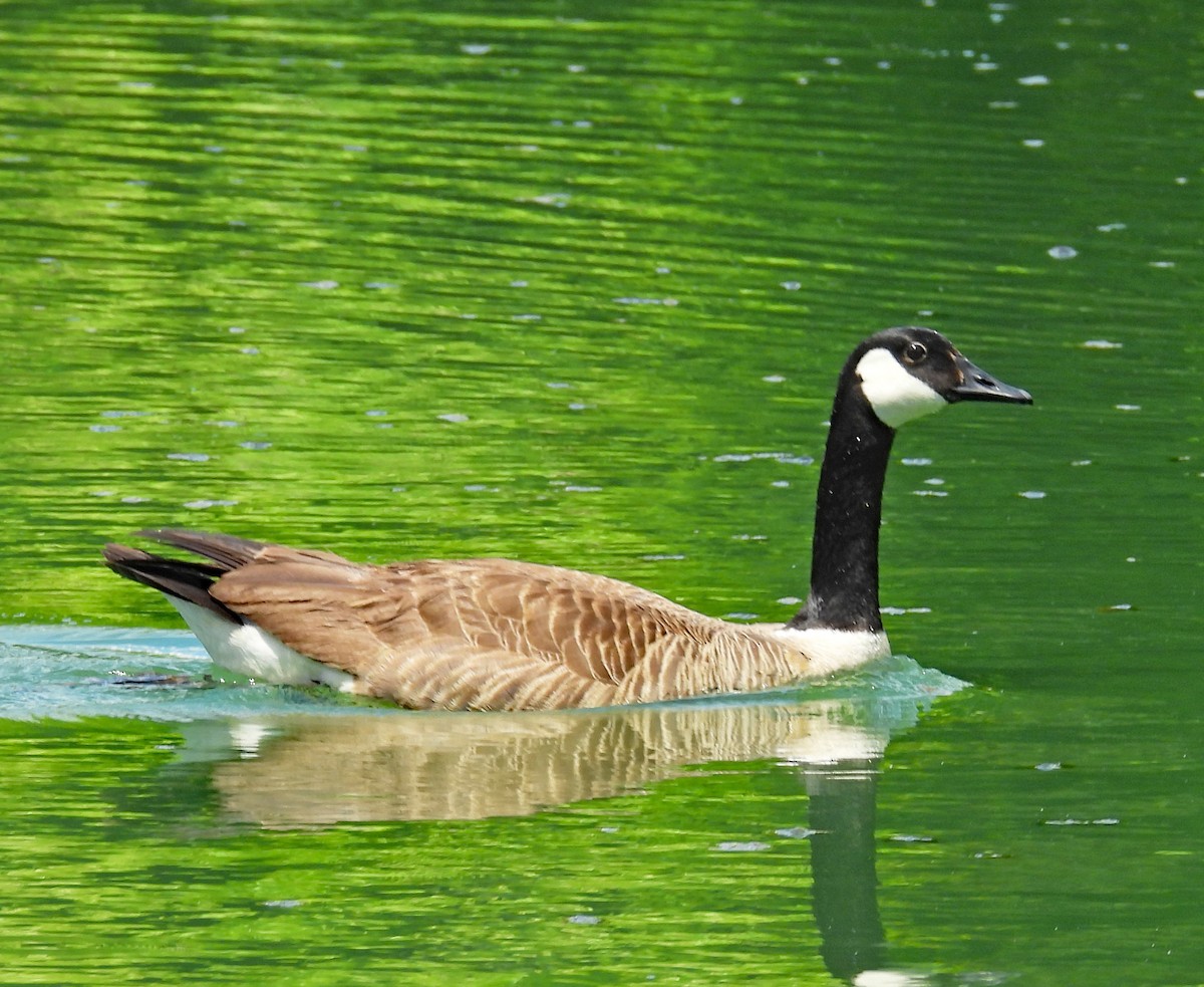 Canada Goose - ML620135046