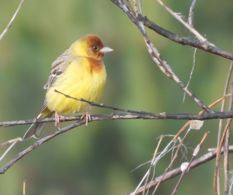 Red-headed Bunting - ML620135059
