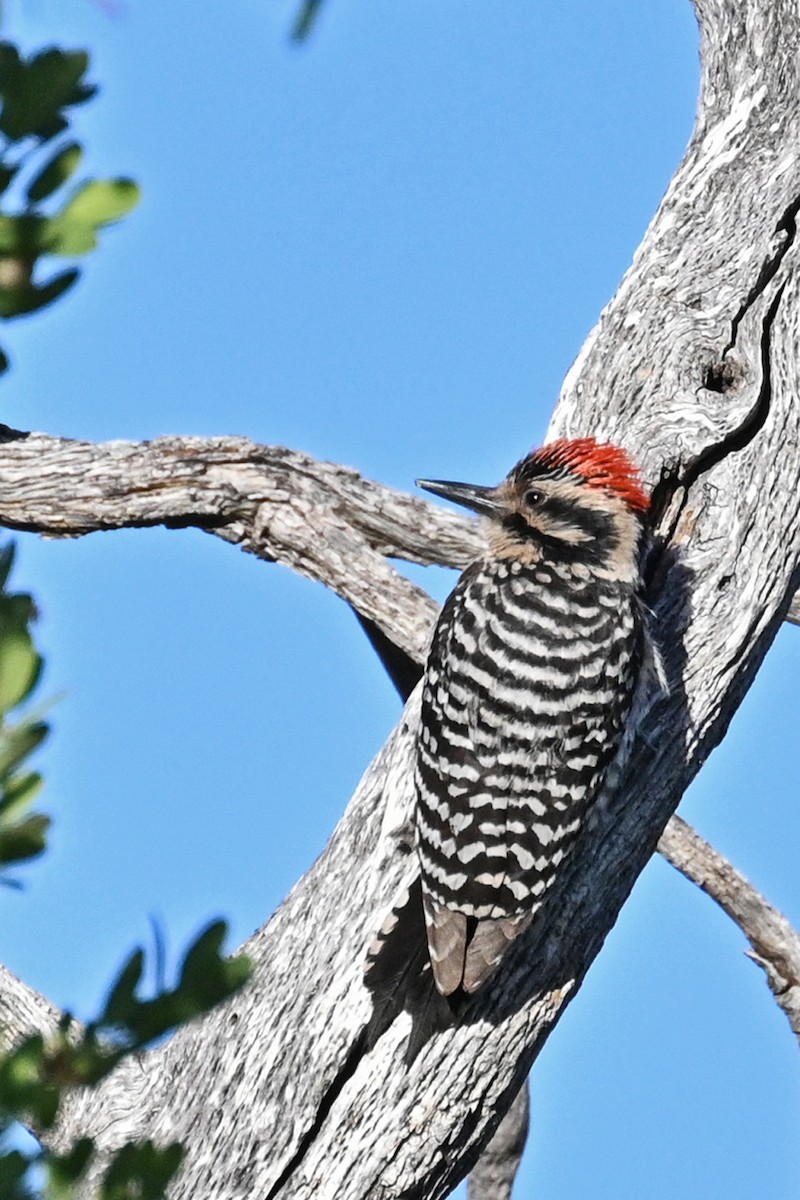 Ladder-backed Woodpecker - ML620135064
