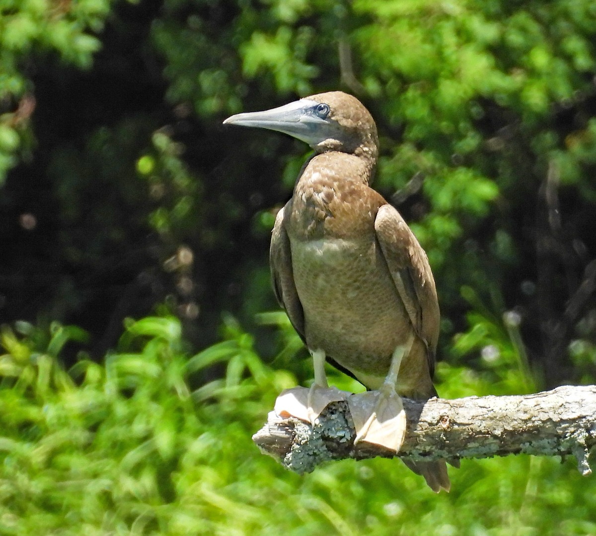 Brown Booby - ML620135067