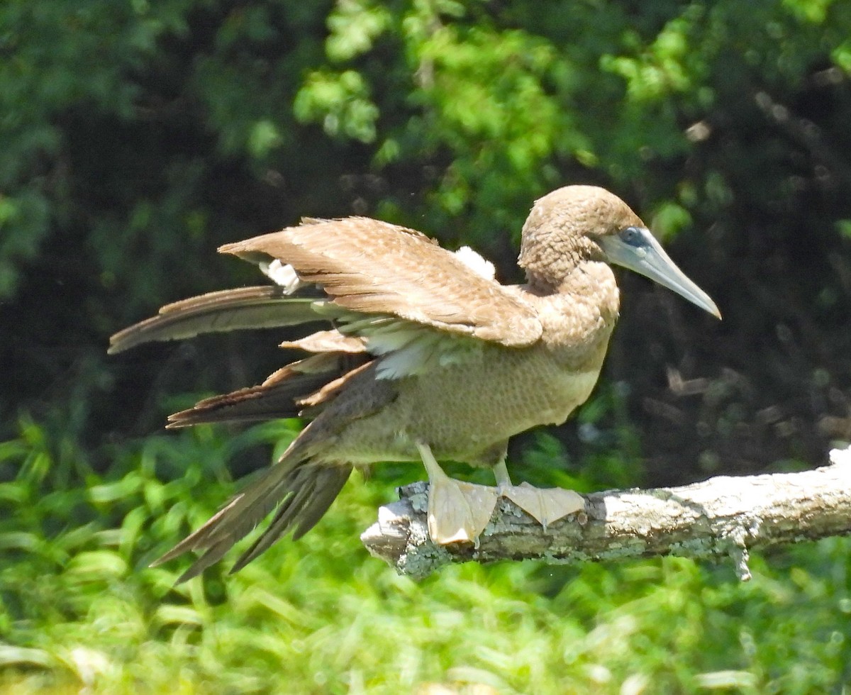 Brown Booby - ML620135070