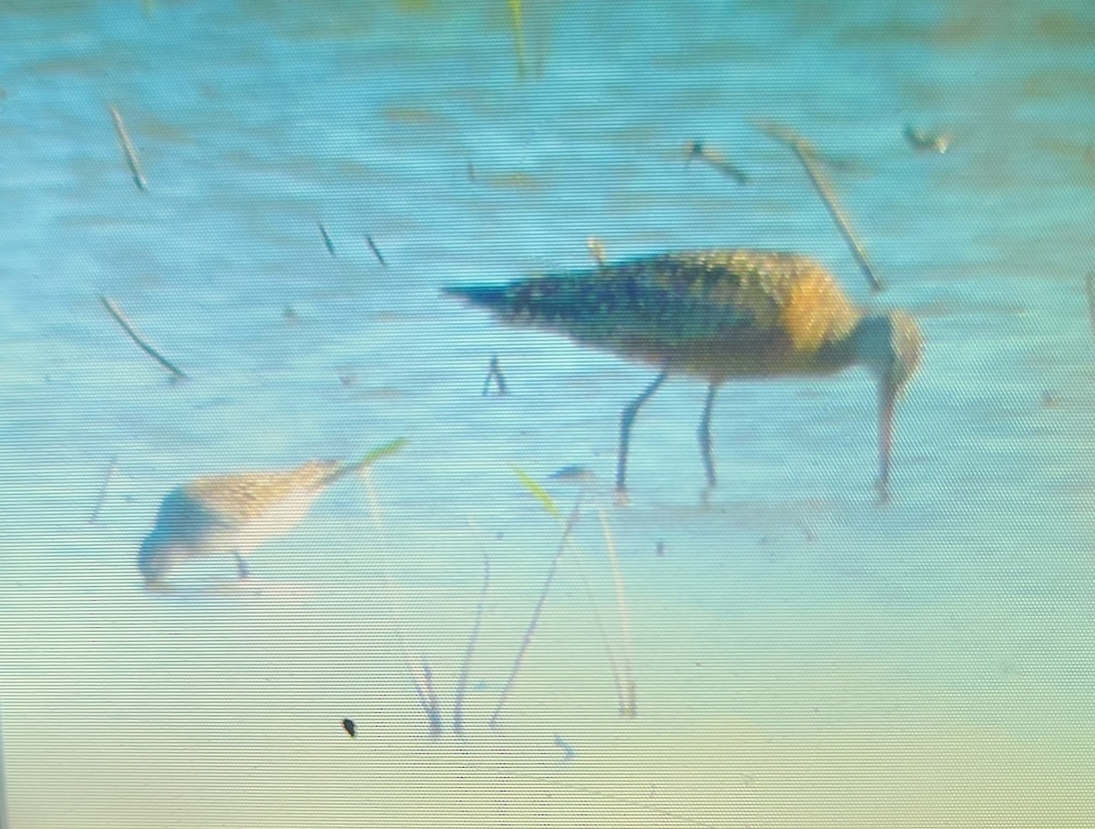 Hudsonian Godwit - ML620135093