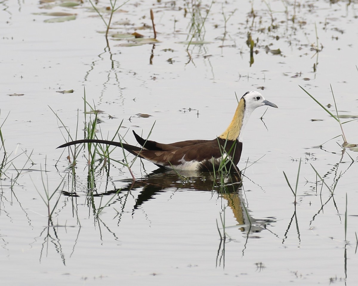 Pheasant-tailed Jacana - ML620135102
