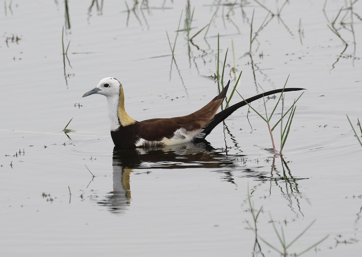 Pheasant-tailed Jacana - ML620135104
