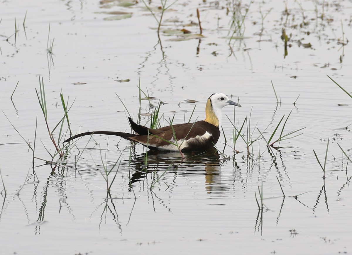 Pheasant-tailed Jacana - ML620135105