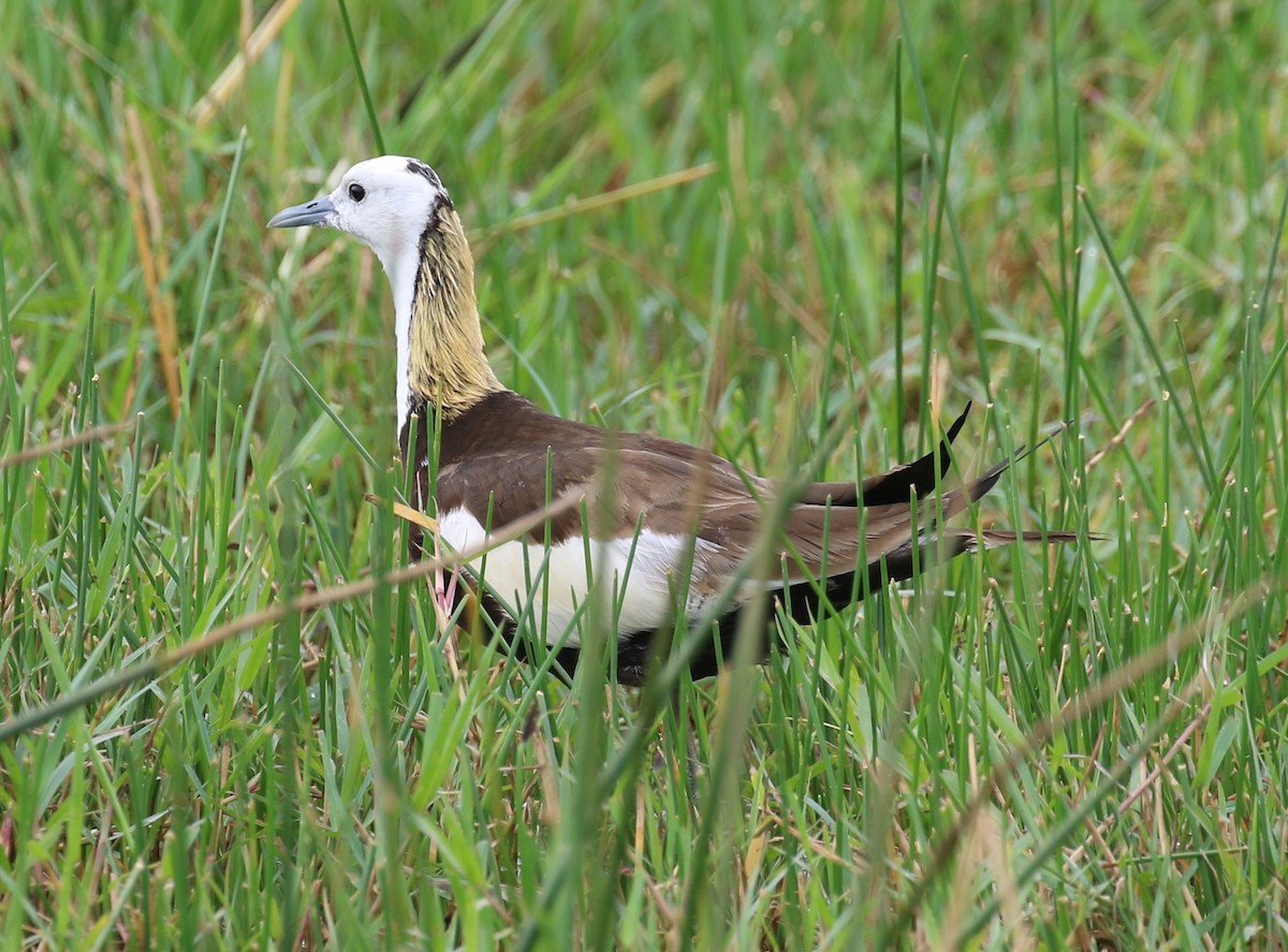 Pheasant-tailed Jacana - ML620135106