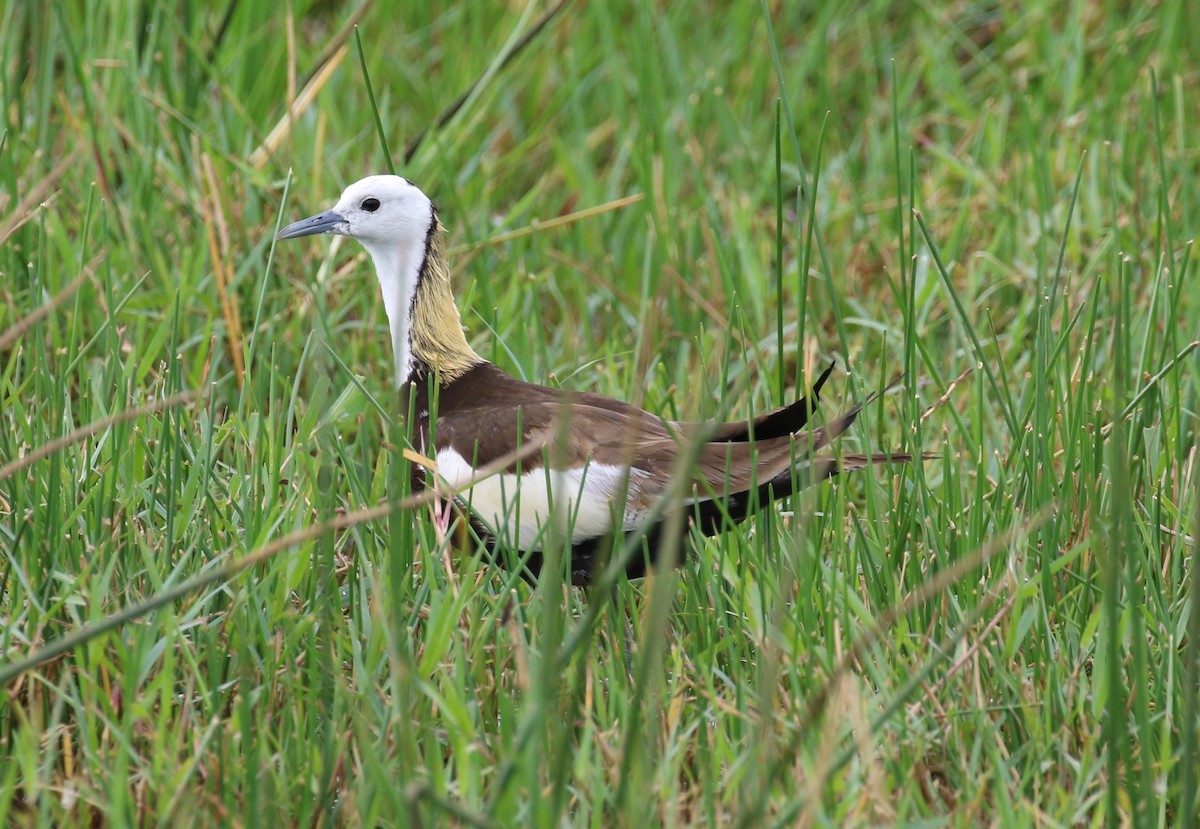 Pheasant-tailed Jacana - ML620135107