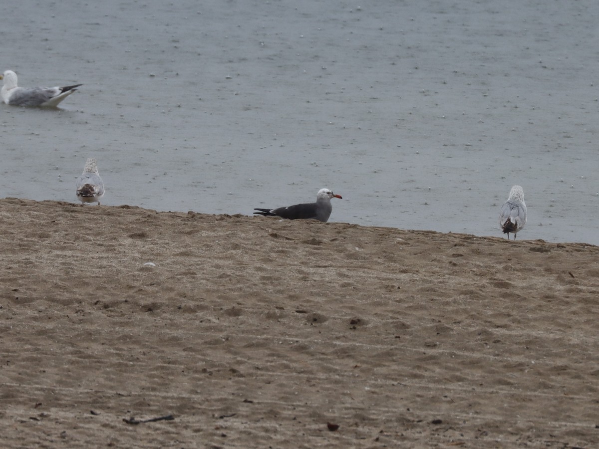 Heermann's Gull - ML620135110