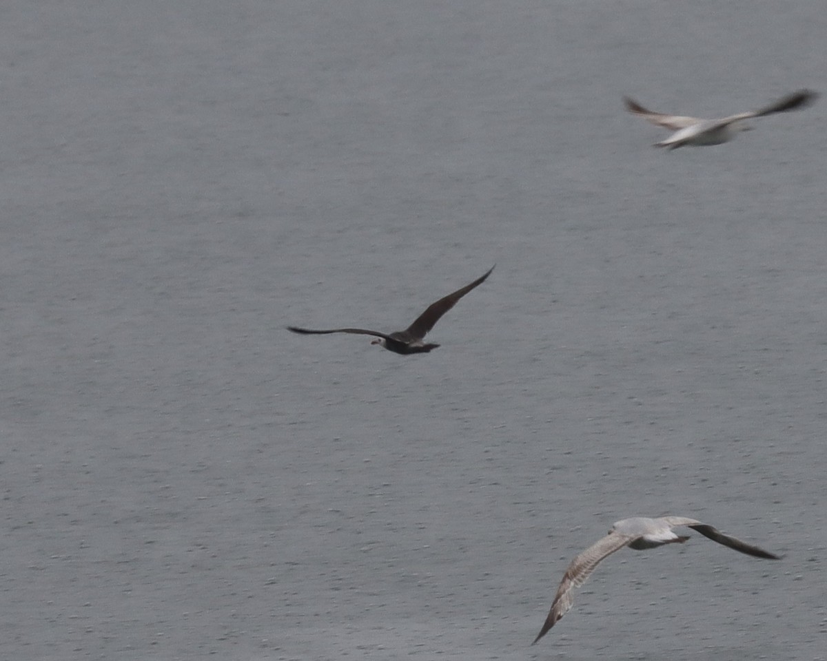 Heermann's Gull - ML620135128