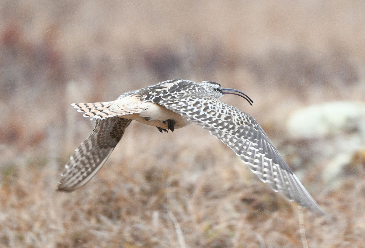Bristle-thighed Curlew - ML620135134